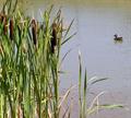 common bulrush,Broadleaf cattail,common cattail,great reedmace,coopers reed, لوخ ، گرز ، گورزبا 